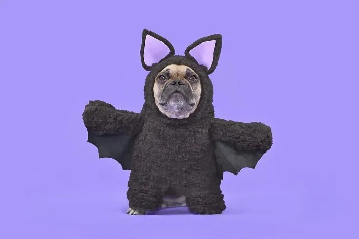 Framed Print : Halloween dog costume. French Bulldog wearing funny homemade full body bat costume in front of purple background