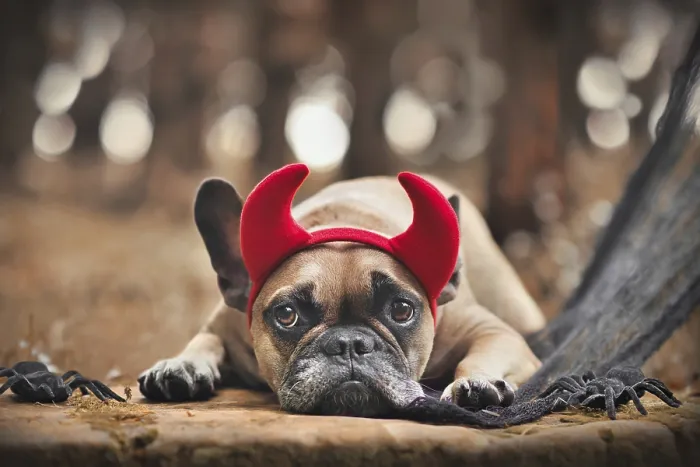 Framed Print : Halloween French Bulldog dog wearing red devil horn costume headband