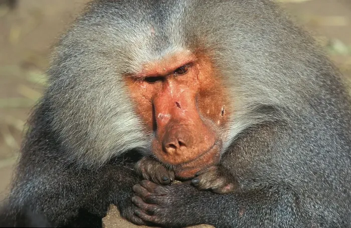 Framed Print : Hamadryas baboon