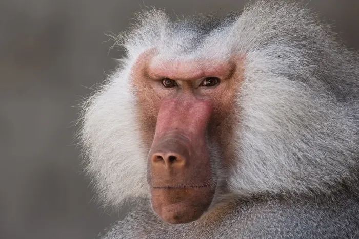 Framed Print : Hamadryas Baboon (Papio hamadryas) Framed Print : Hamadryas Baboon (Papio hamadryas)