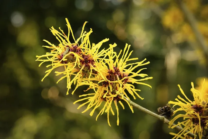 Framed Print : Hamamelis mollis Delicate, thread-like flowers in yellow and red of the Chinese witch hazel in early March