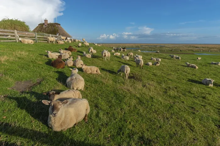 Framed Print : Hamburg Hallig, flock of sheep on the dwelling mound Framed Print : Hamburg Hallig, flock of sheep on the dwelling mound