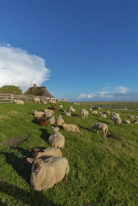 Framed Print : Hamburg Hallig, flock of sheep on the dwelling mound Framed Print : Hamburg Hallig, flock of sheep on the dwelling mound