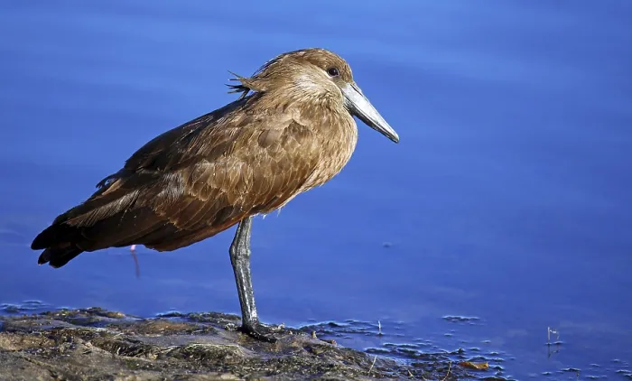 Framed Print : Hamerkop (Scopus umbretta) on the banks of the Chobe