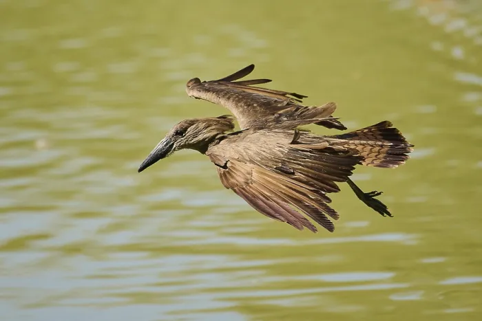 Framed Print : Hamerkop (Scopus umbretta) flying Framed Print : Hamerkop (Scopus umbretta) flying