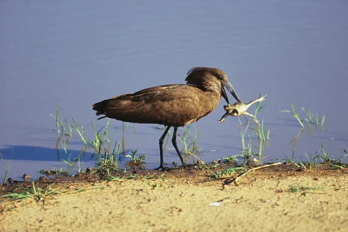 Framed Print : Hamerkop (Scopus umbretta) grasps bullfrog in beak Framed Print : Hamerkop (Scopus umbretta) grasps bullfrog in beak