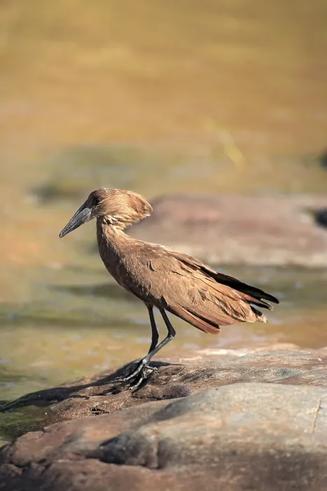 Framed Print : Hamerkop (Scopus umbretta), Kruger National Park