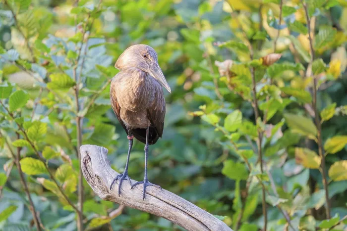 Framed Print : A hamerkop (Scopus umbretta) stands on a branch of a tree