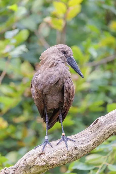 Framed Print : A hamerkop (Scopus umbretta) stands on a branch of a tree