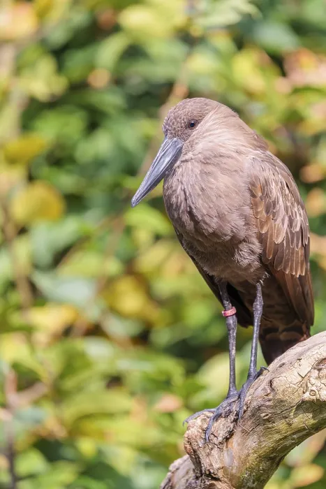 Framed Print : A hamerkop (Scopus umbretta) stands on a branch of a tree Framed Print : A hamerkop (Scopus umbretta) stands on a branch of a tree