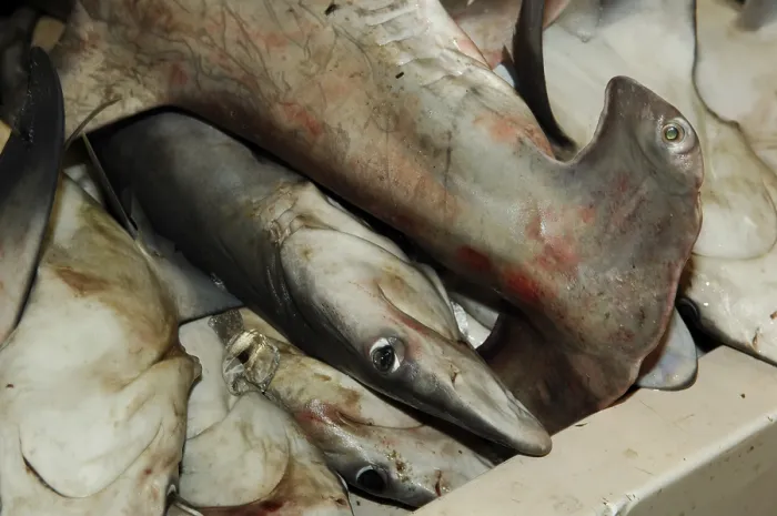 Framed Print : Hammerhead shark at the fish market in Deira Framed Print : Hammerhead shark at the fish market in Deira