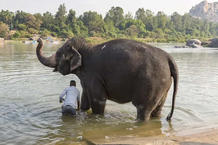 Framed Print : Hampi temple elephant is washed in the Tungabhadra River
