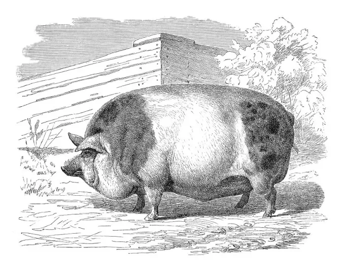 Framed Print : Hamshire pig, historical illustration Framed Print : Hamshire pig, historical illustration