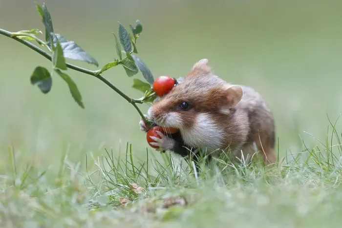 Framed Print : Hamster (Cricetus cricetus) taking a rosehip for its hoard