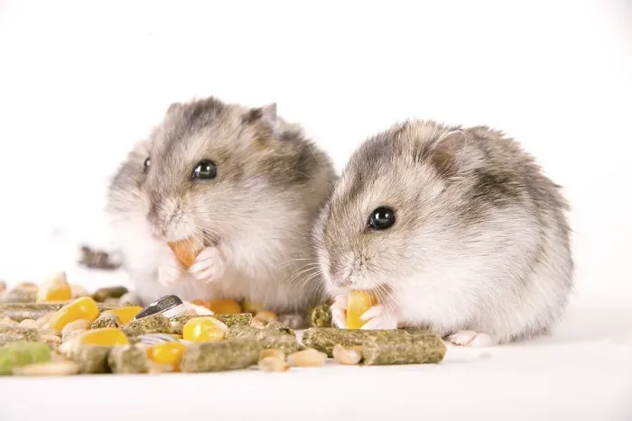 Framed Print : Hamster with food Framed Print : Hamster with food