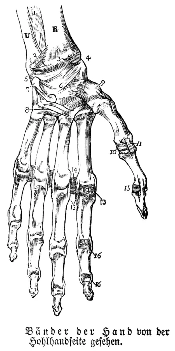 Framed Print : Hand, fingers, limbs, tendons, human body part