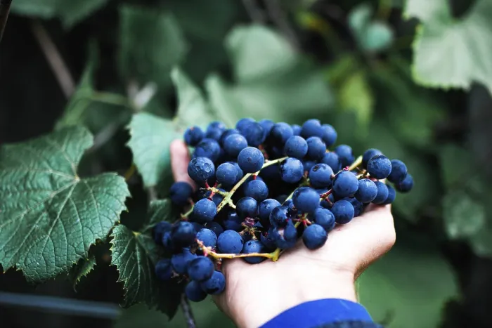 Framed Print : A hand holding blue grapes surrounded by lush green leaves Framed Print : A hand holding blue grapes surrounded by lush green leaves
