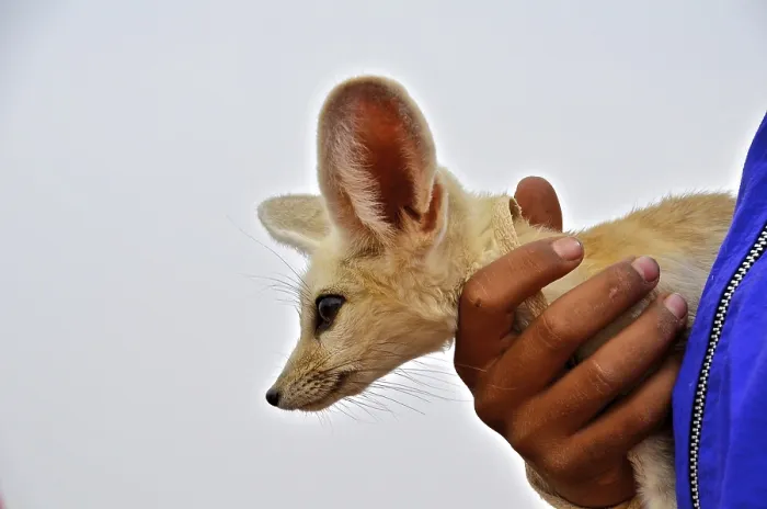 Framed Print : Hand holding desert fox (fennec) with head in profile