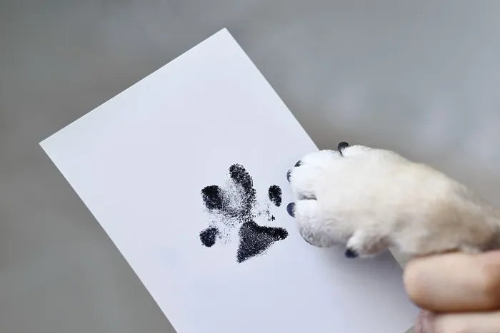 Framed Print : Hand holding dog paw next to prints on white paper Framed Print : Hand holding dog paw next to prints on white paper