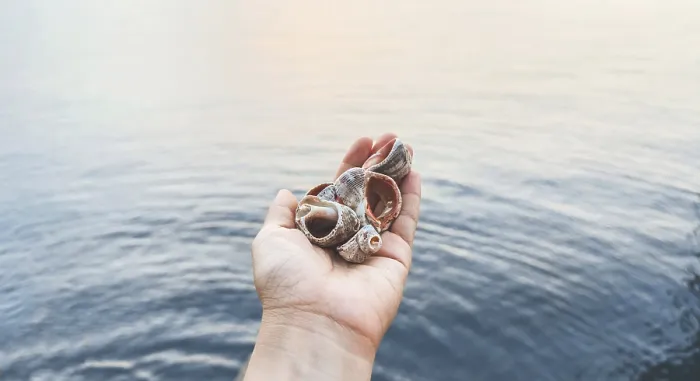 Framed Print : Hand holding sea shells against calm ocean water at sunset