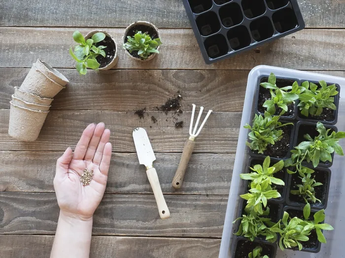 Framed Print : Hand holding seeds with gardening tools and young plants on a wooden table