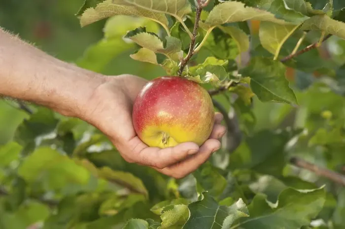 Framed Print : Hand picking apple, apple harvest Framed Print : Hand picking apple, apple harvest