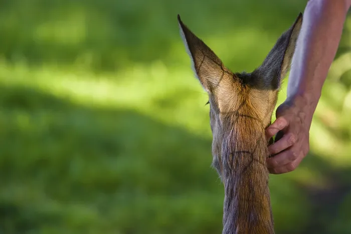 Framed Print : A hand-raised female roe deer (Capreolus capreolus) lets a human cuddle her