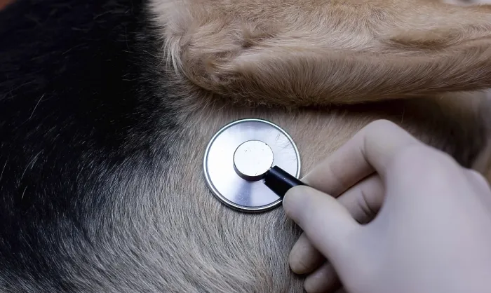 Framed Print : A hand using a stethoscope on a dog's fur A hand using a stethoscope on a dog's fur