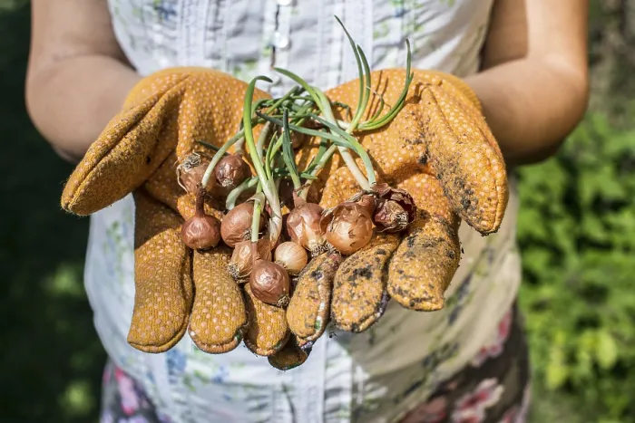 Framed Print : Hands hold plant bulbs in a garden. Daylight