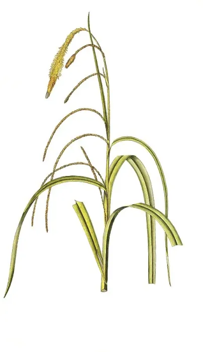 Framed Print : Hanging sedge (Carex) pendula, also Hanging Sedge Framed Print : Hanging sedge (Carex) pendula, also Hanging Sedge