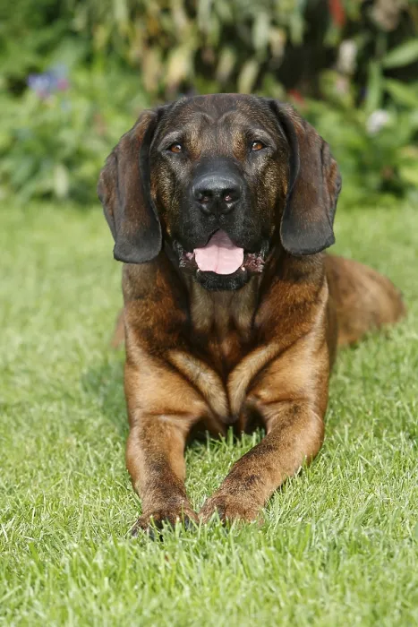 Framed Print : Hanoverian bloodhound