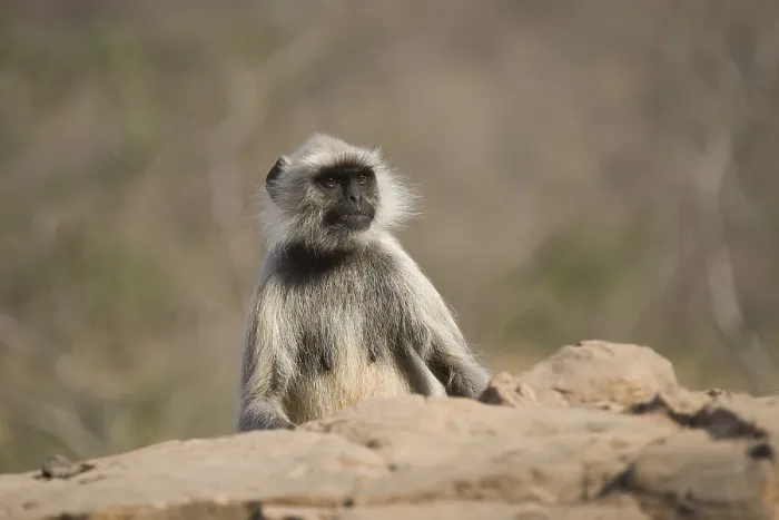 Framed Print : Hanuman Langur or common Langur (Semnopithecus entellus)