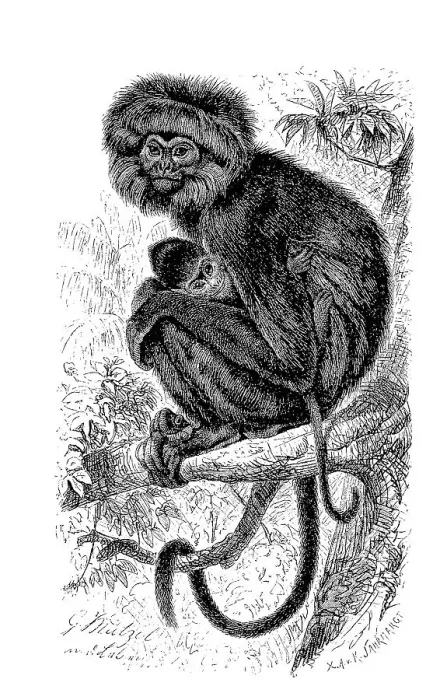 Framed Print : Hanuman langur (Semnopithecus) maurus
