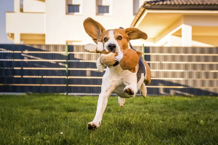 Framed Print : Happy Beagle dog playing fetch with owner on sunny evening in back garden