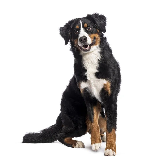 Framed Print : Happy Bernese mountain dog sitting and panting Framed Print : Happy Bernese mountain dog sitting and panting