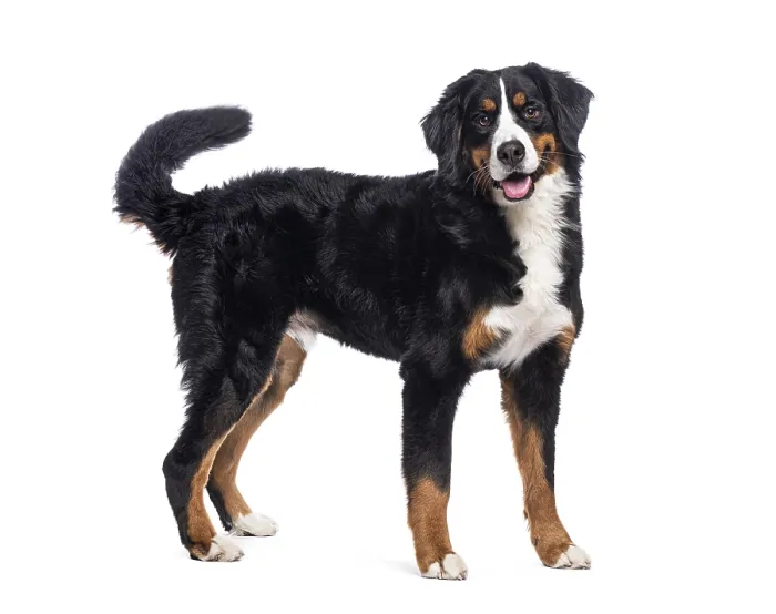 Framed Print : Happy bernese mountain dog standing on a white background