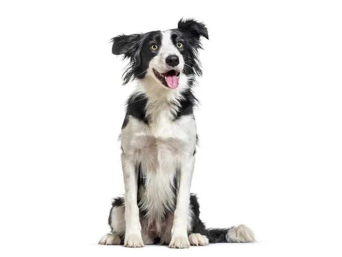 Framed Print : Happy Border Collie sitting looking away Framed Print : Happy Border Collie sitting looking away
