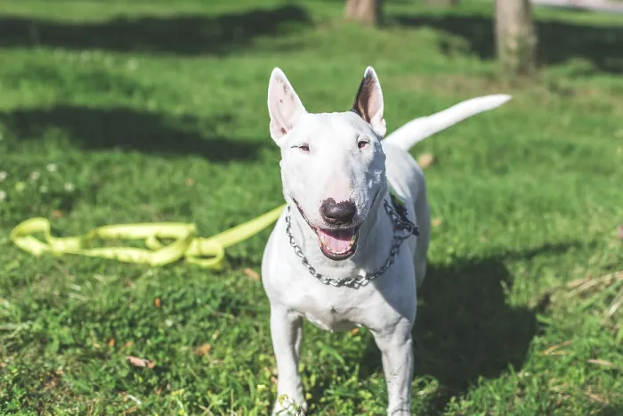 Framed Print : Happy Bull Terrier dog with a shiny white coat stands on green grass