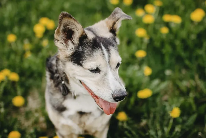 Framed Print : A happy dog with perked ears among blooming dandelions in a sunlit grassy field Framed Print : A happy dog with perked ears among blooming dandelions in a sunlit grassy field