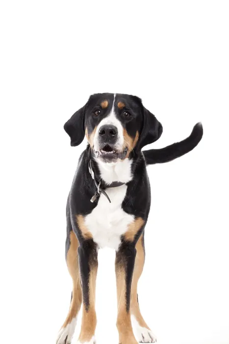 Framed Print : Happy dog photographed in the studio on a white background