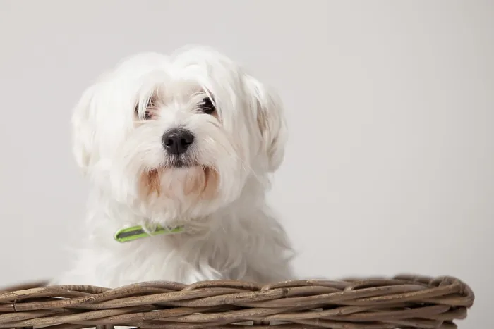 Framed Print : Happy dog photographed in the studio on a white background