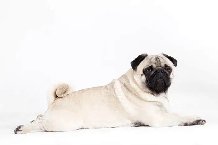 Framed Print : Happy dog photographed in the studio on a white background