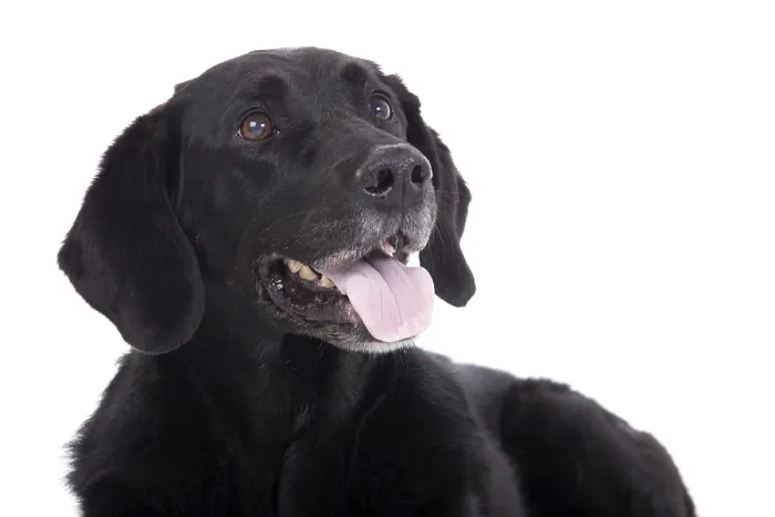Framed Print : Happy dog photographed in the studio on a white background
