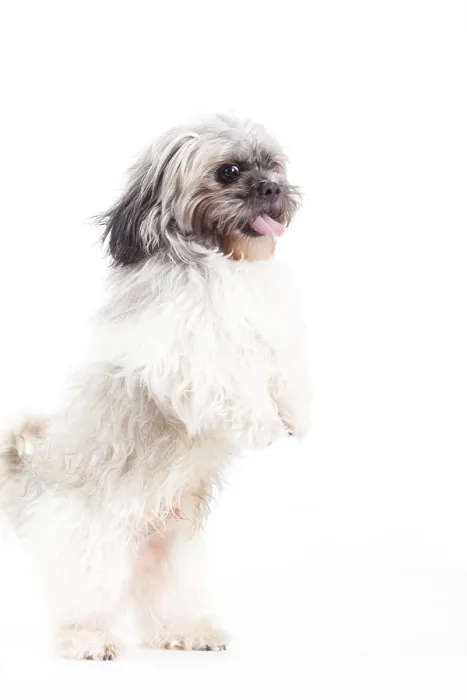 Framed Print : Happy dog photographed in the studio on a white background