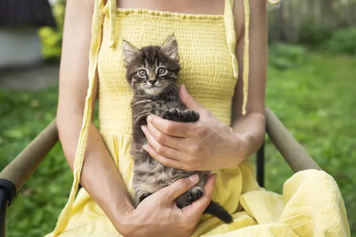 Framed Print : A happy kitten enjoys being petted by a woman's hand Framed Print : A happy kitten enjoys being petted by a woman's hand