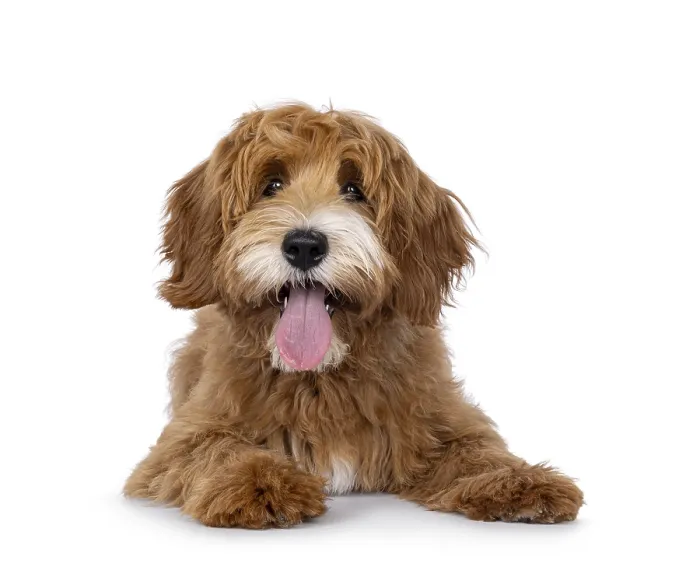 Framed Print : Happy labradoodle dog puppy laying down facing front