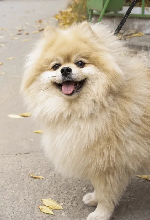 Framed Print : A happy Pomeranian on a walk