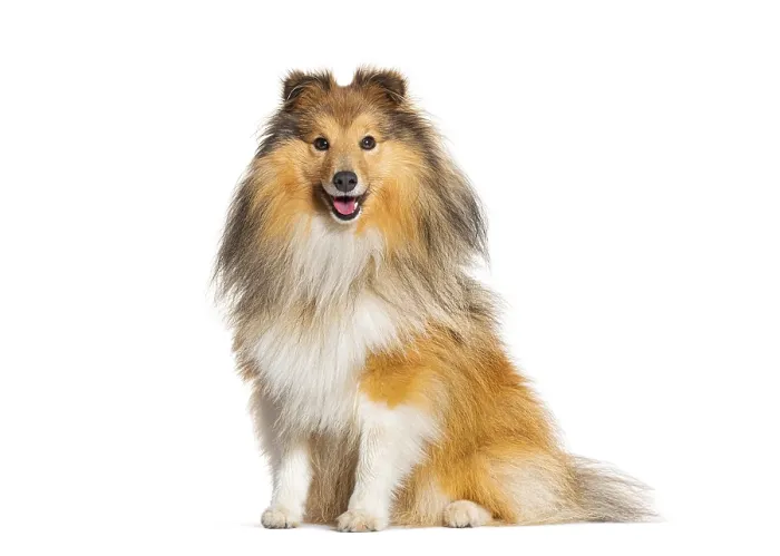 Framed Print : Happy sitting Sheltie panting, isolated on white