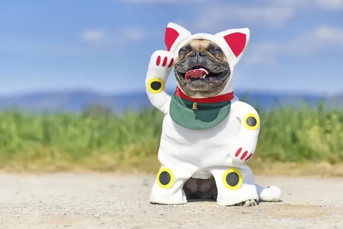 Framed Print : Happy smiling French Bulldog dog dressed up with traditional Japanese so called Maneki Neko winking lucky cat Halloween Framed Print : Happy smiling French Bulldog dog dressed up with traditional Japanese so called Maneki Neko winking lucky cat Halloween
