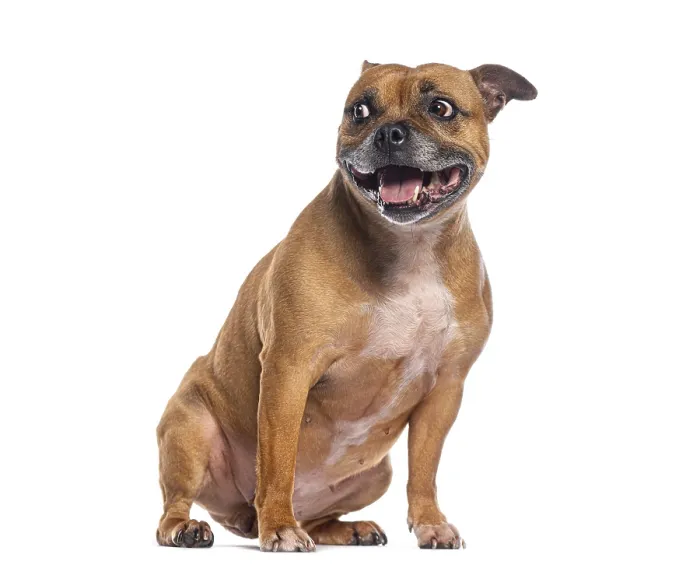Framed Print : Happy staffordshire bull terrier sitting and leering away on white background